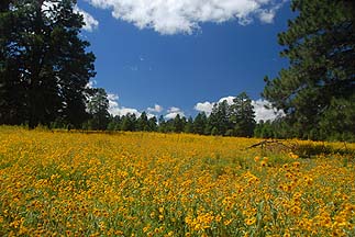 Meadow wildflowers, August 30